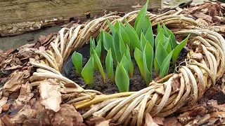 прогулянка по саду🦋огляд рослин в березні