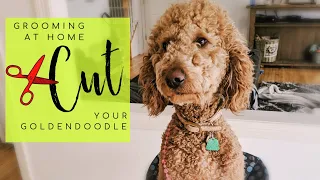 How to cut your Goldendoodles hair at home | Groom Your Doodle