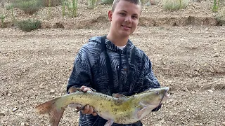 I can’t believe I caught this while bass fishing! (Lake Shasta bass fishing)