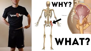 The Gluteus Medius | What is it and Why Should I Care?