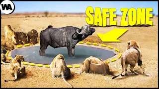 This Is Why Lions Will Never Kill This Buffalo