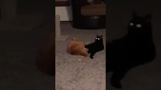 Cat fight, Yzma vs Leo