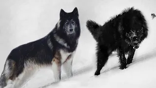 Эти 10 Собак Выглядят Действительно Как Волки!