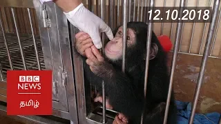 BBC helps Nepal to bust chimp smugglers | BBC Tamil Latest News | பிபிசி தமிழ் செய்தியறிக்கை |