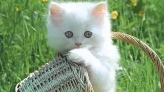 День Кошек. Пушистое счастье.  Всемирный день кошек - 1 марта 2013!!!
