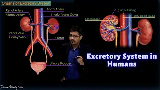 Excretory System in Humans | CBSE Class 10 Science (Biology) | Toppr Study