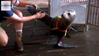 Meet The Navy's Super Cute Anti-mine Sea Lion