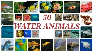 50 WATER ANIMALS in English with pictures