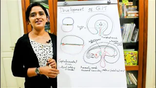 FOLDING OF THE EMBRYO-DEVELOPMENT OF THE GIT-PART 1-DR ROSE JOSE MD