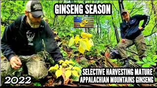 GINSENG SEASON 2022 Day#2 BIG MATURE GINSENG Found In APPALACHIA