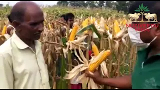 Hindi - Farmer Testimonial On Maize NMH 8352 Winner