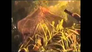 Video snippet of Anaconda