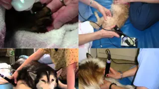 Applications of Laser Therapy in Small Animal Practice