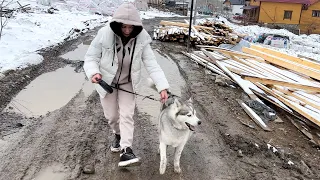 ХАСКИ СБЕЖАЛ / Хозяйка ловит собаку