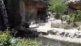 Сингапур Зоопарк /SINGAPORE ZOO/ ЛУЧШИЙ ЗООПАРК В МИРЕ . Обезяны