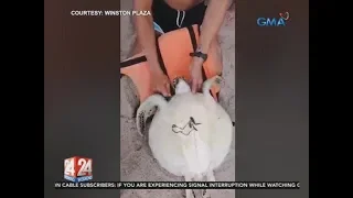 24 Oras: Sugatang pawikan na napadpad sa dalampasigan, sinagip