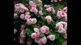 базальные побеги у роз, питомник роз полины козловой -  rozarium.biz ,basal shoots in roses