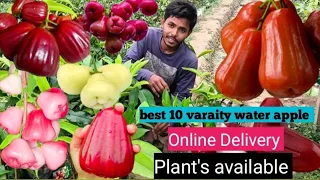 Best 10 Water Apple || सबसे अच्छी १० जामरुल को भ्याराइटि || Online available || all India delivery