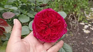 Роза Фальстафф . Rosa Falstaff . Английская роза .