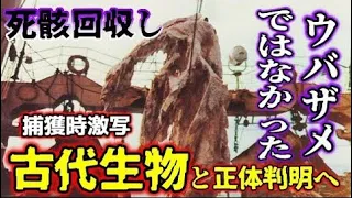 【睡眠用】ウバザメではなかった？！捕獲時激写、古代生物と正体判明へ【ゆっくり解説】