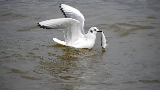 Hungry Ring-billed Gull Tries Stealing Fish From Bonaparte's Gull+Bonus Catch at End