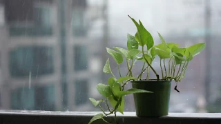 Gentle rain sounds - Raindrops falling over green plants 1 hour