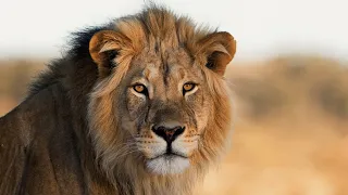 Lion Documentary - The Nsefu Lion Pride | Wild Planet HD