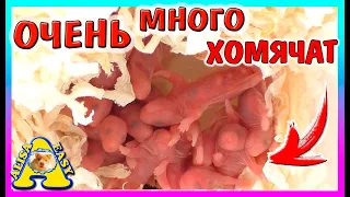 СКОЛЬКО РОДИЛОСЬ ХОМЯЧАТ / СЧИТАЕМ ХОМКИ / НОВОРОЖДЕННЫЕ ХОМЯЧКИ / Alisa Easy Pets