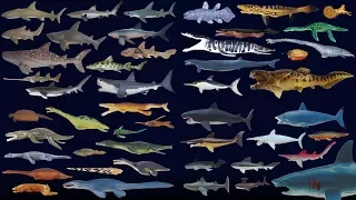 Sharks and Prehistoric Sea Life Collection - The Kids' Picture Show (Fun & Educational)