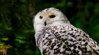 Nature And Wildlife Video  || Bird and animal is beautiful creature on our planet