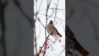 #birds 78 Bohemian waxwing  #dakrouri #shorts