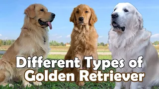 Different Types of Golden Retriever Dog | Dog Breeds | That are popular Today !