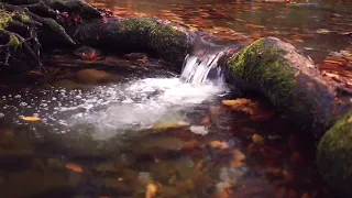 Soothing Sounds of a Koi Pond