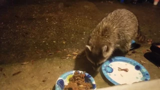 #1 Крошка Енот приходит в гости. Little Raccoon came to visit.