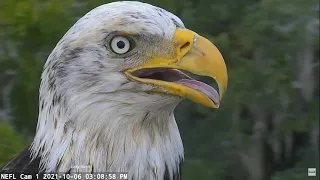 AEF - NEFL Eagles  ~  A Beautiful Sub Adult Eagle Visits The Hamlet! 💕 10.6.21