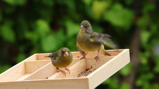 Verdilhão. Greenfinch. Carduelis chloris