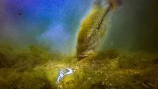 SUPER CLEAR Underwater GoPro Footage - My FAVORITE Bed Fishing Lure