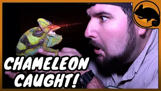 Where to find CHAMELEONS in Florida! (Veiled Chameleons)