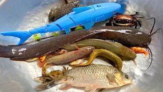 Kem Chanel lấy xe đi bắt được cá chép, cá trê khổng lồ, cá mập, con ếch, cá vàng, cá rô đồng, lươn