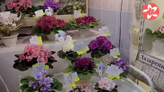 Обзор выставки фиалок в Доме Фиалки в Москве «Дарите женщинам цветы 2022»