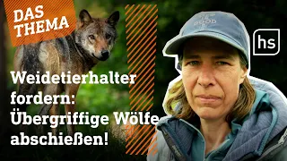 Muss eine neue Wolfspolitik her? | hessenschau DAS THEMA