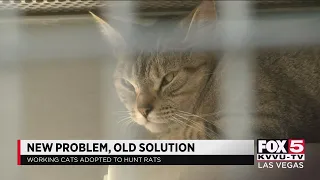 Working cats offered as solution to neighborhood rat problems