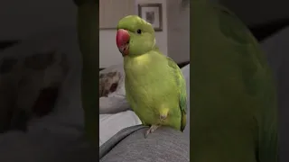 Adorable Parrot making Cute Noises and Talking 🥰