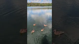 Валдайское озеро, Иверский монастырь, Новгородская область.