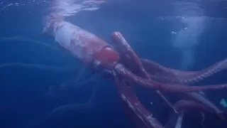 Face-to-face with a GIANT SQUID while diving in Japan | Colossal Squid