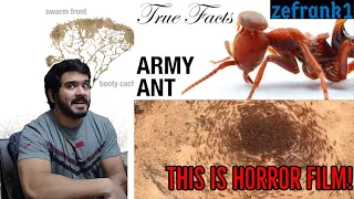True Facts: Army Ant Riders (zefrank1) CG Reaction