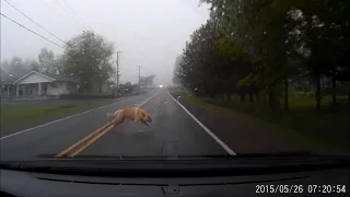 Large Dog Gets HIT by a Car (GRAPHIC VIDEO)