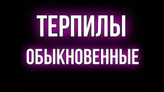 Что-то пошло не так / Коллекторы пожалели что позвонили этому парню