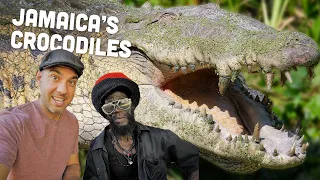 Up Close with the Jamaican Crocodile! The Holland Crocodile Sanctuary 🇯🇲