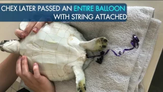 Sea Turtle Rescued After Eating Balloon: Chex's Story